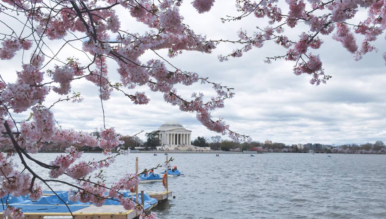 Cherry Blossoms in&nbsp;DC
